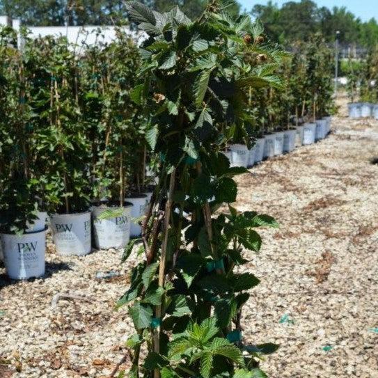 Rubus 'Ponca' PP33330 - Taste of Heaven™ Thornless Blackberry