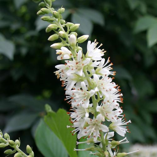 Clethra alnifolia 'Crystalina' - Sugartina® Summersweet