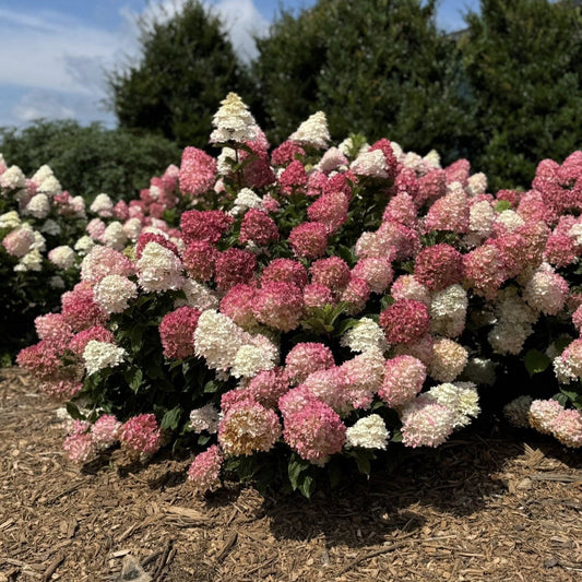 Hydrangea paniculata 'Spring Sizzle' - First Editions® Spring Sizzle® Hydrangea