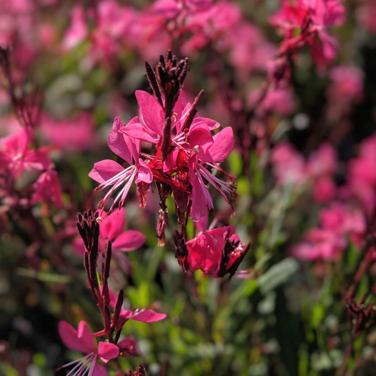 Gaura lindheimeri 'Kleau 04263' - Belleza™ Dark Pink Gaura