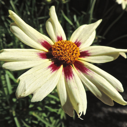 Coreopsis x verticillata 'Starlight' - Lil' Bang™ Starlight Coreopsis
