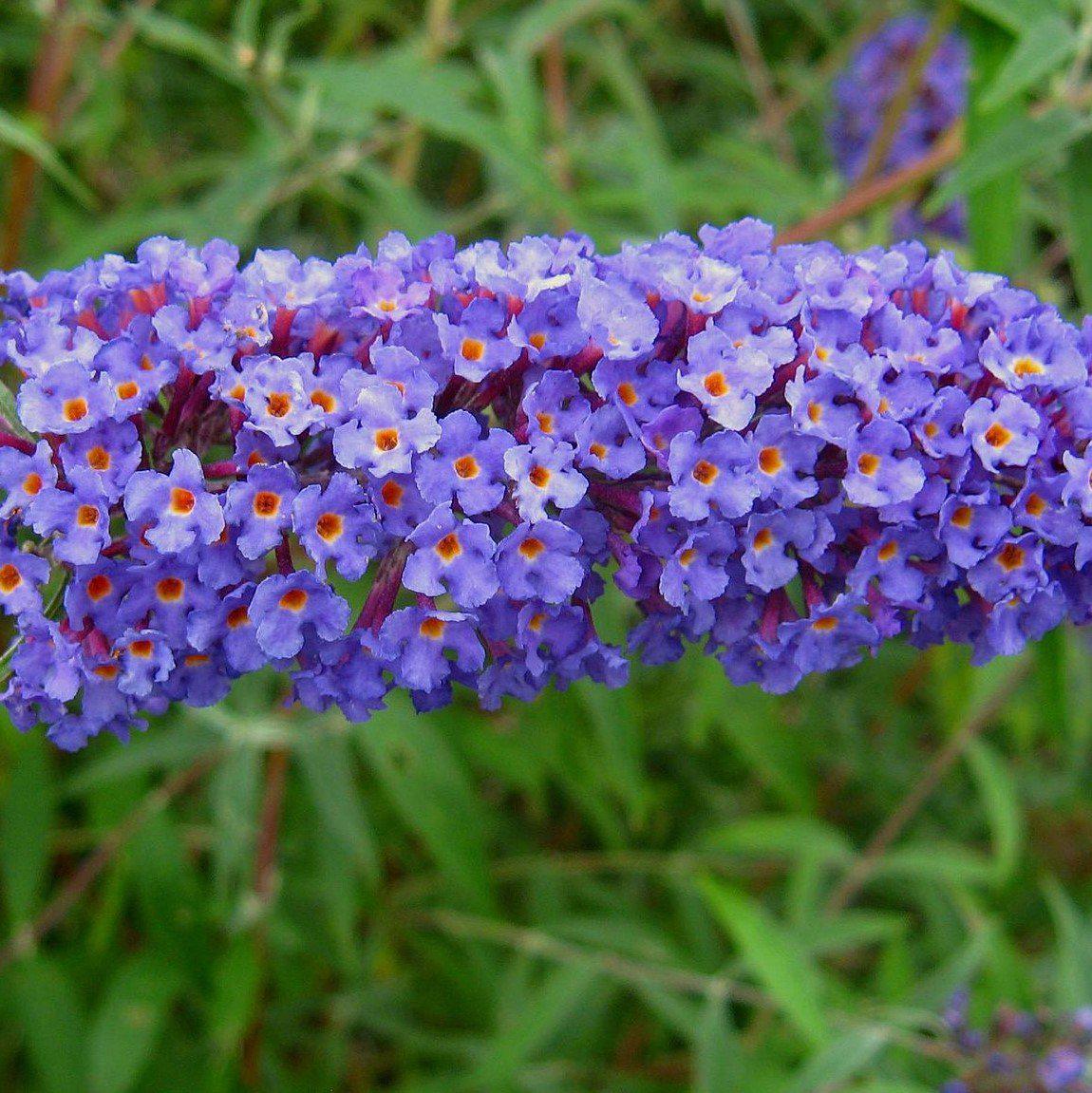 Buddleja davidii 'Nanho Blue' - Nanho Blue Butterfly Bush