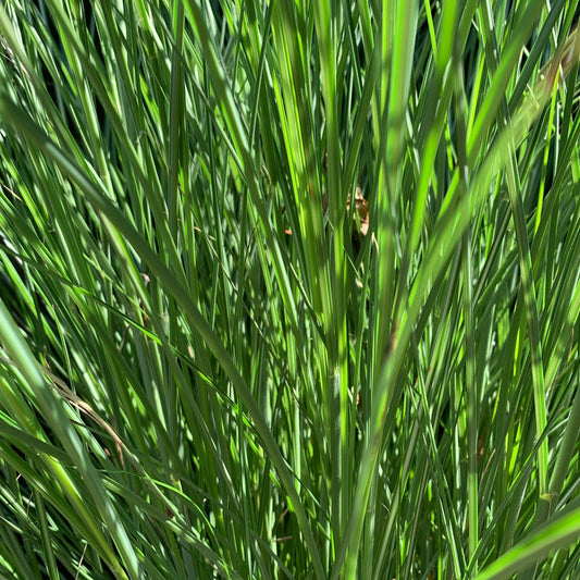 Miscanthus sinensis 'Gracillimus' - Maiden Grass