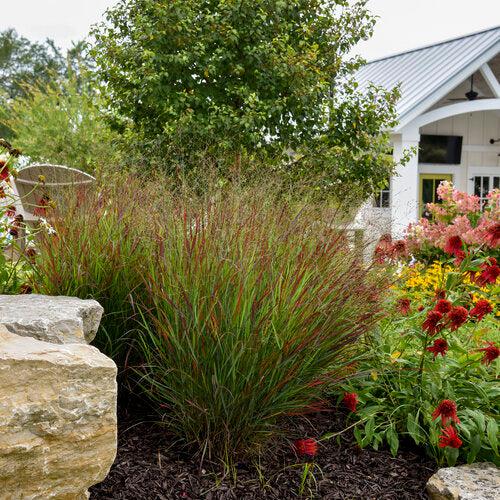 Panicum virgatum 'Cheyenne Sky' PP23209 - Prairie Winds® Cheyenne Sky Switch Grass