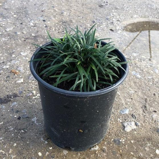 Ophiopogon japonicus 'Nanus' - Dwarf Mondo Grass