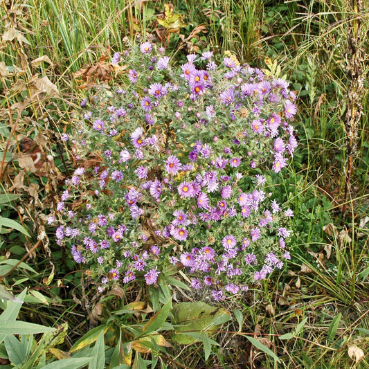 Aster novae-angliae - New England Aster