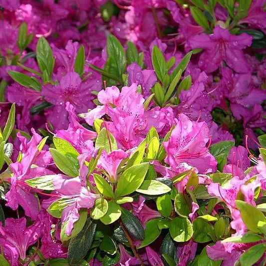 Rhododendron 'Karen' - Karen Azalea