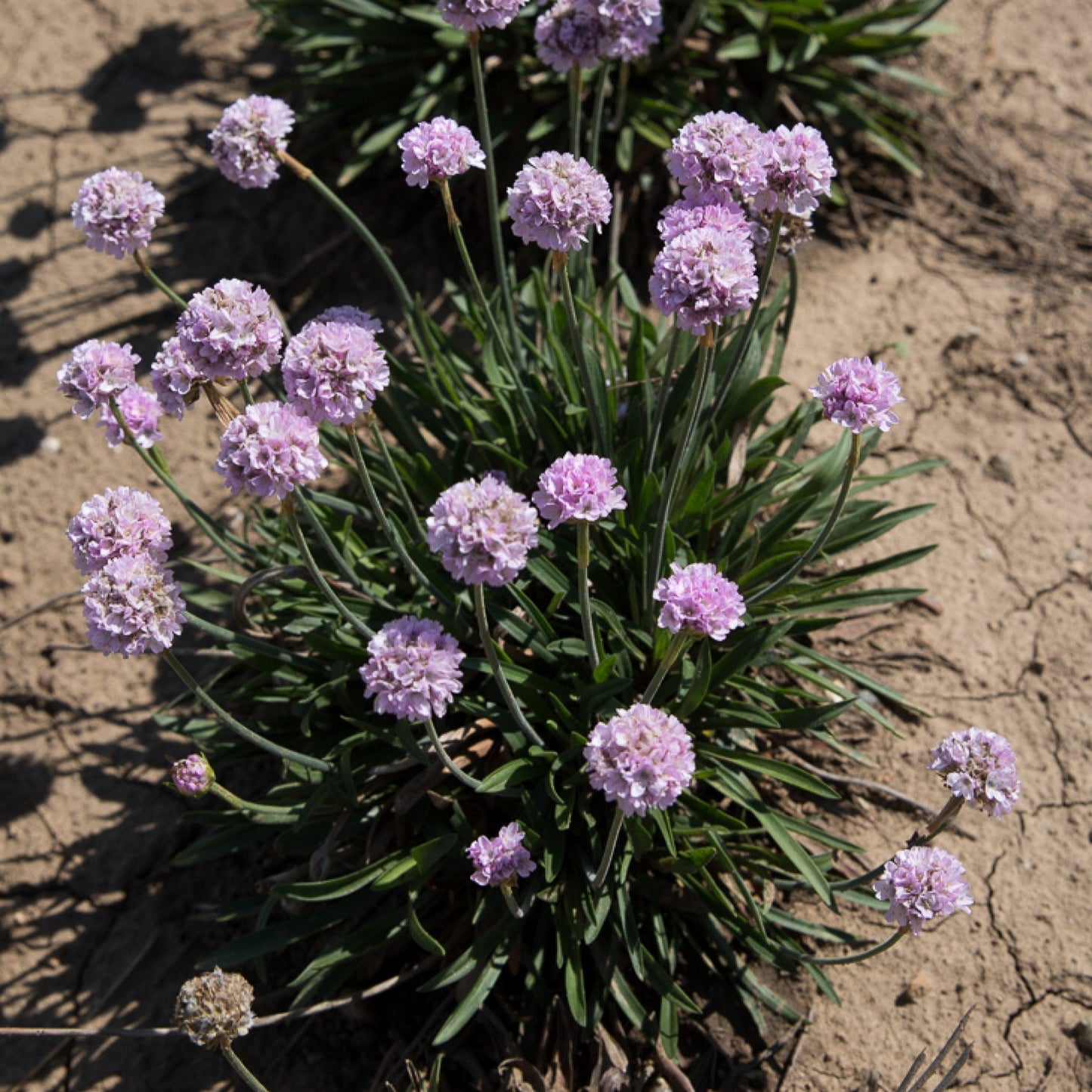 Armeria pseudarmeria 'Sweet Dreams' - Dreameria® Sweet Dreams Thrift