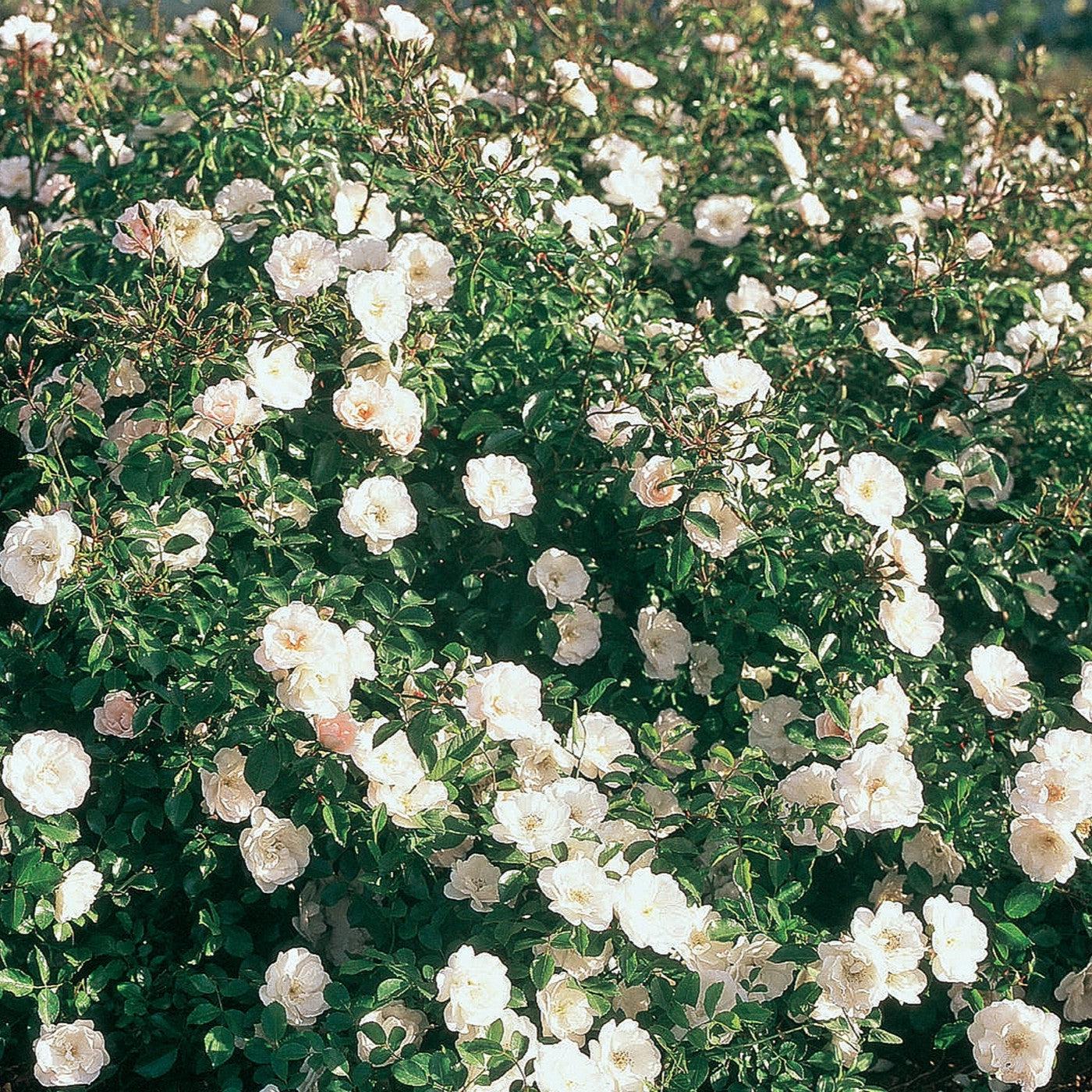 Rosa 'White Dawn' - White Dawn Rose