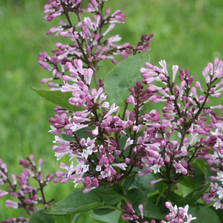 Syringa x 'SMNSDTP' - Baby Kim® Lilac