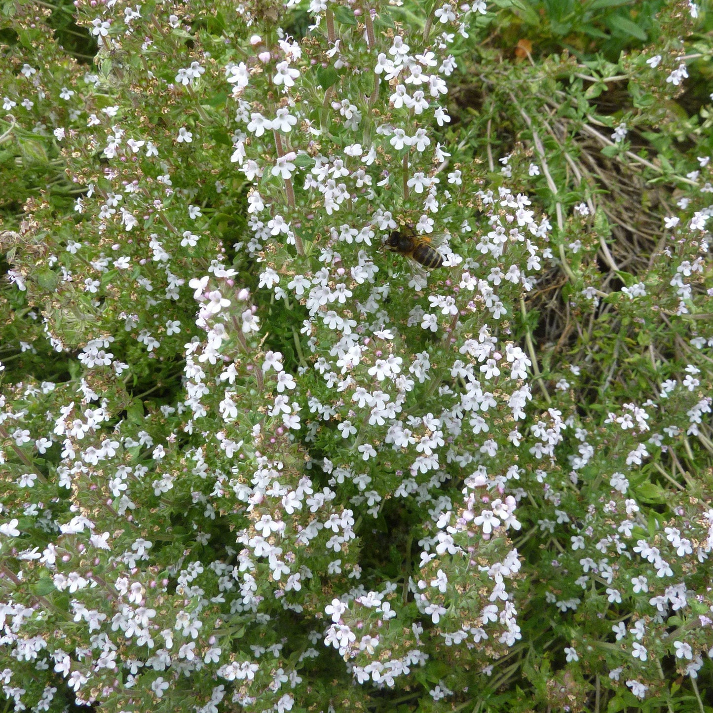 Thymus vulgaris 'English' - English Thyme