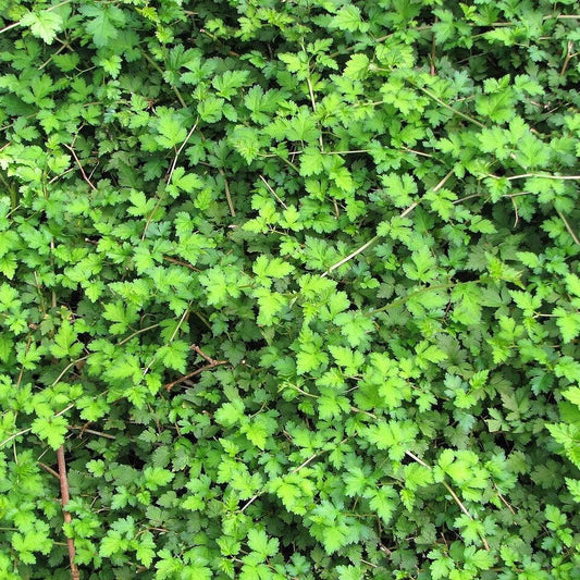 Stephanandra incisa 'Crispa' - Crispa Cutleaf Stephanandra