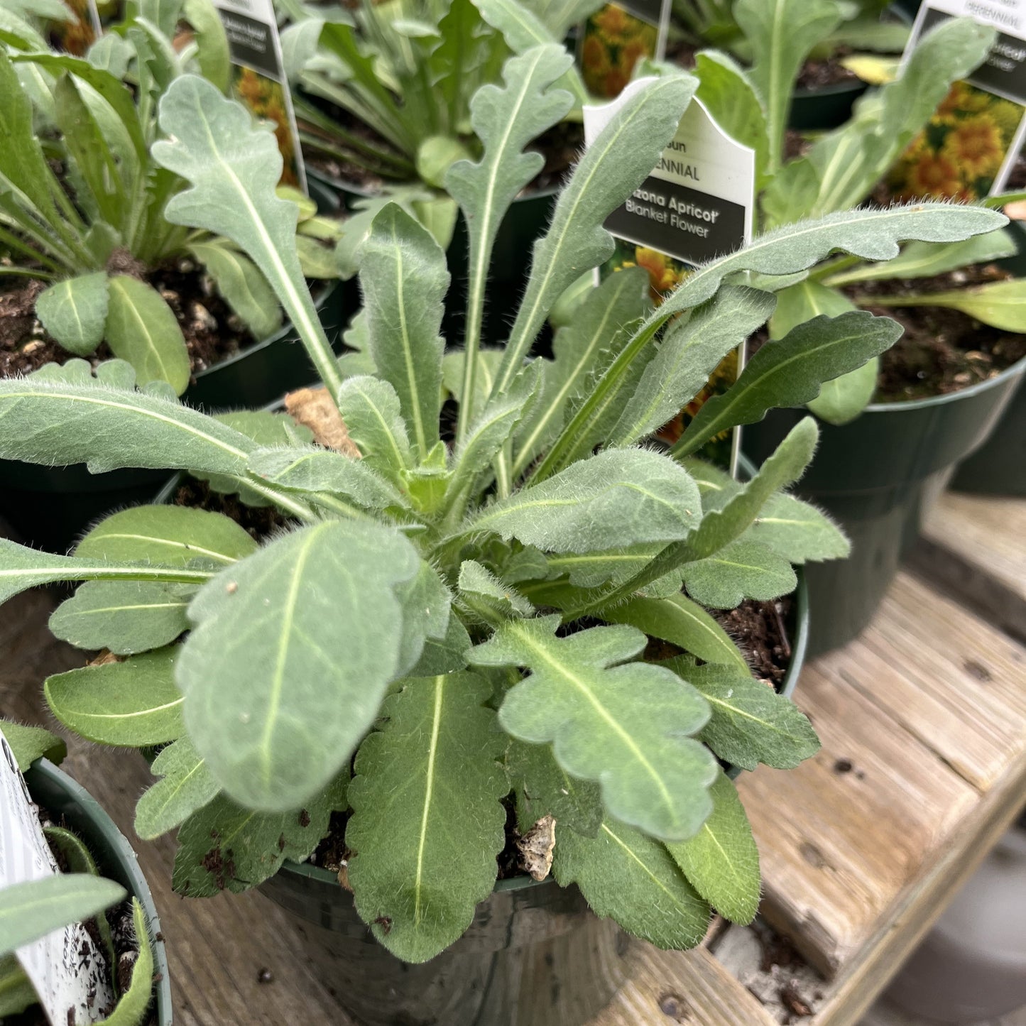 Gaillardia x aristata 'Arizona Apricot' - Arizona Apricot Blanket Flower