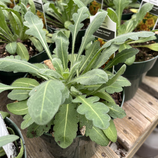 Gaillardia x aristata 'Arizona Apricot' - Arizona Apricot Blanket Flower