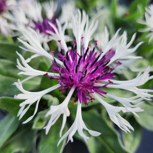 Centaurea montana 'Amethyst in Snow' - ntaurea montana 'Amethyst in Snow'~ Amethyst in Snow Bachelor Button