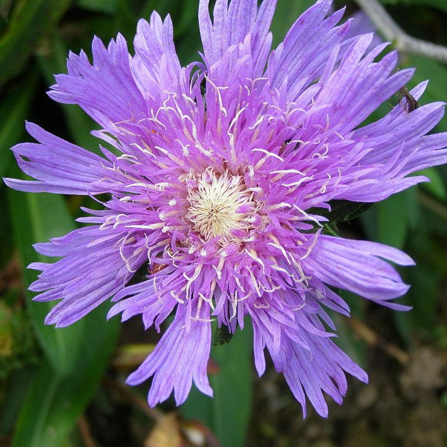 Stokesia laevis 'Honeysong Purple' - Honeysong Purple Stoke's Aster