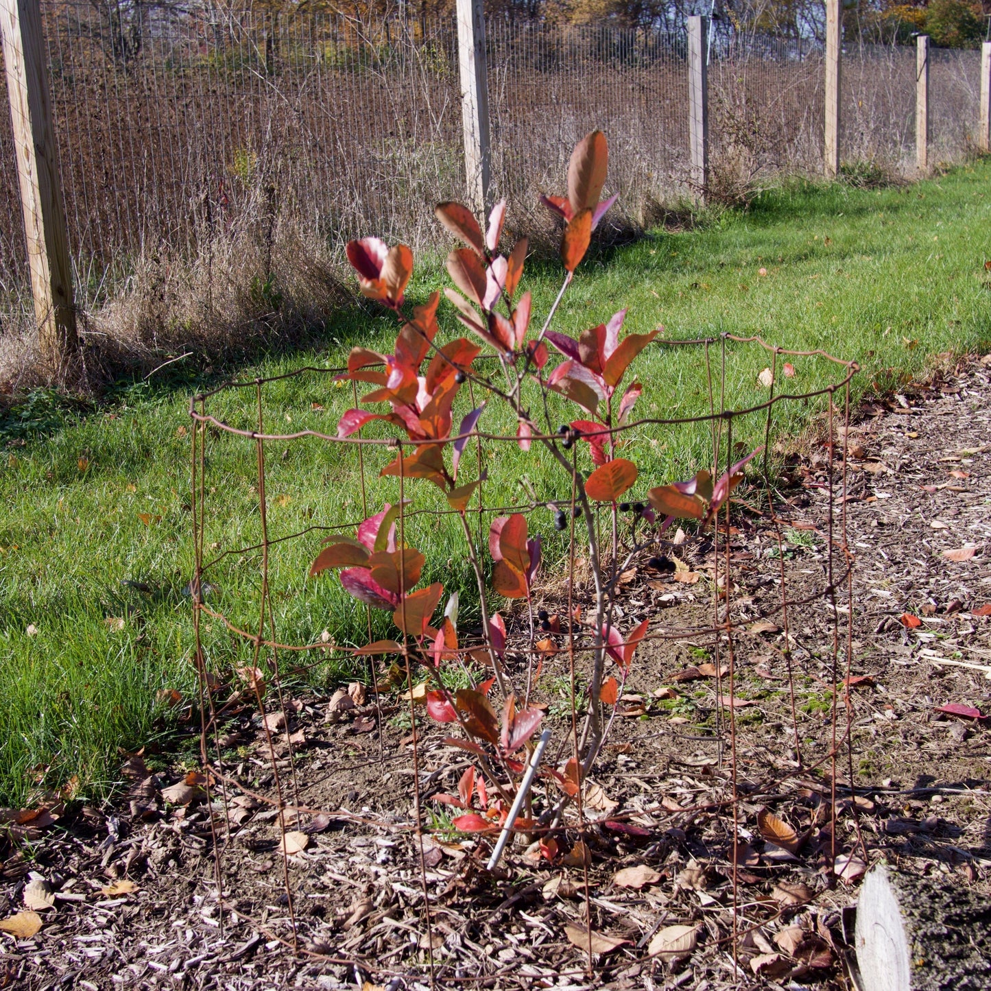 Aronia melanocarpa 'Viking' - Viking Black Chokeberry