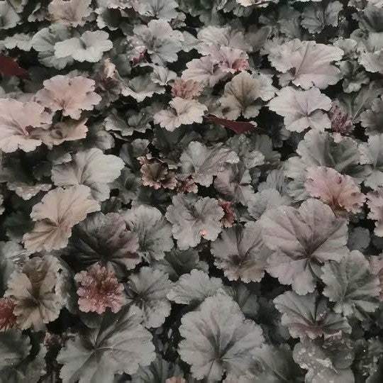 Heuchera 'Black Sea' - Black Sea Coral Bells