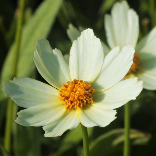 Coreopsis x 'Polaris' - Big Bang™ Polaris Tickseed