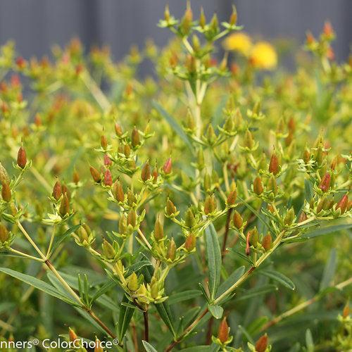 Hypericum kalmianum 'Deppe' - Sunny Boulevard® St. John's Wort