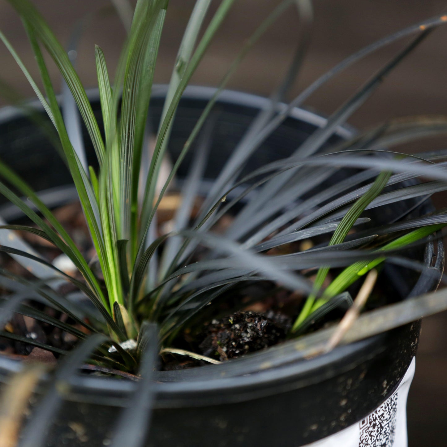 Ophiopogon planiscapus 'Nigrescens' - Black Mondo Grass