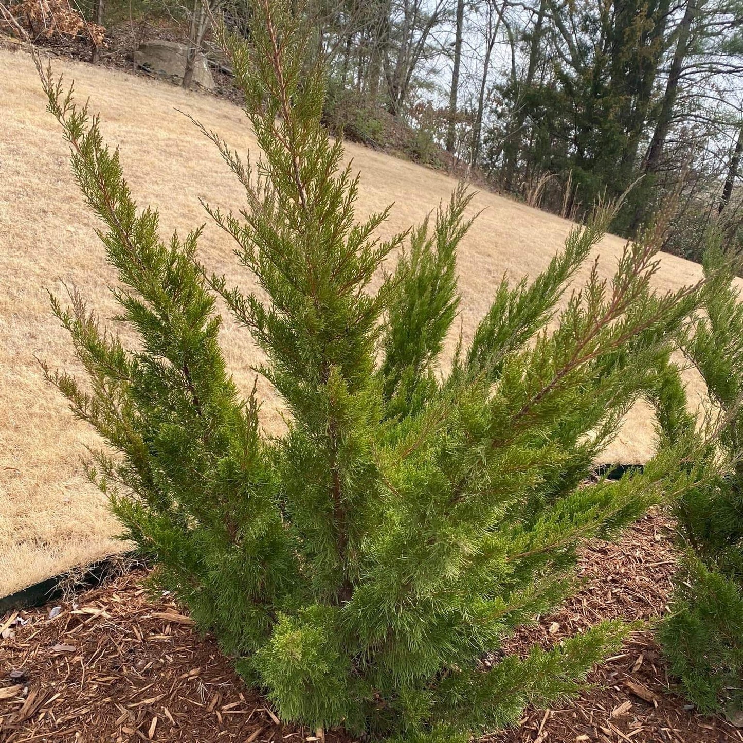 Juniperus chinensis 'Sea Green' - Sea Green Juniper