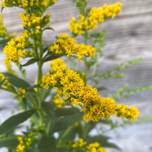 Solidago rugosa 'Fireworks' - Fireworks Goldenrod