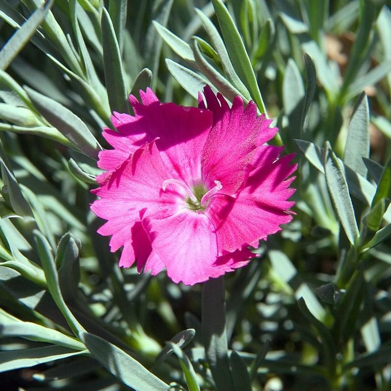 Dianthus x 'Neon Star' - Neon Star Dianthus
