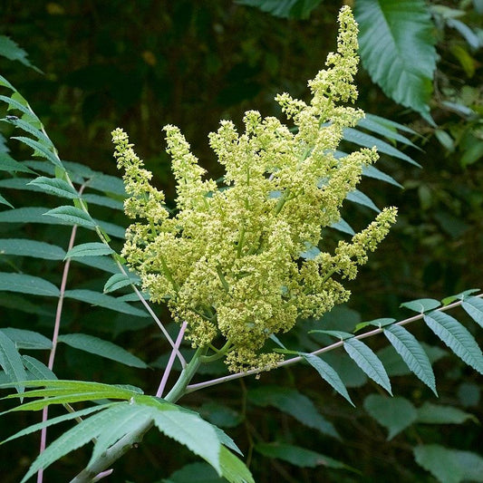 Rhus glabra - Smooth Sumac