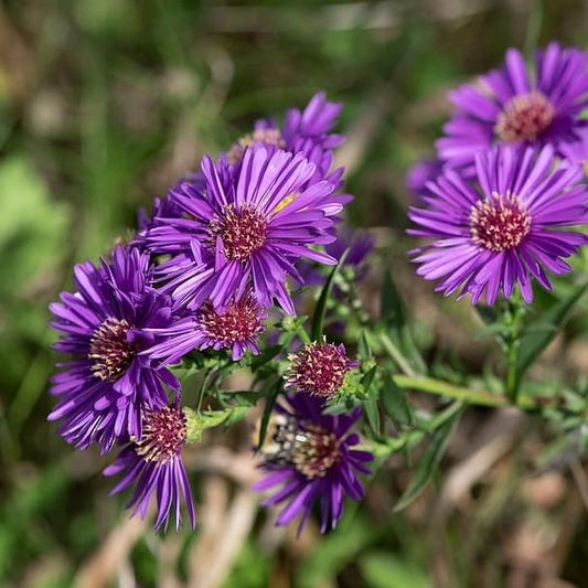 Aster novae-angliae 'Grape Crush' - Grape Crush New England Aster