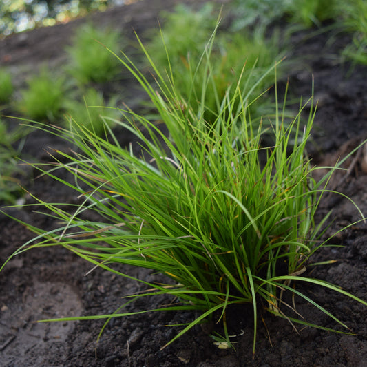 Carex pensylvanica - Pennsylvania Sedge