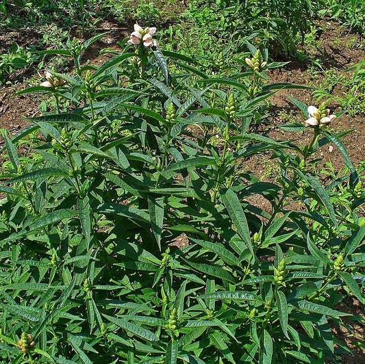 Chelone glabra - White Turtlehead