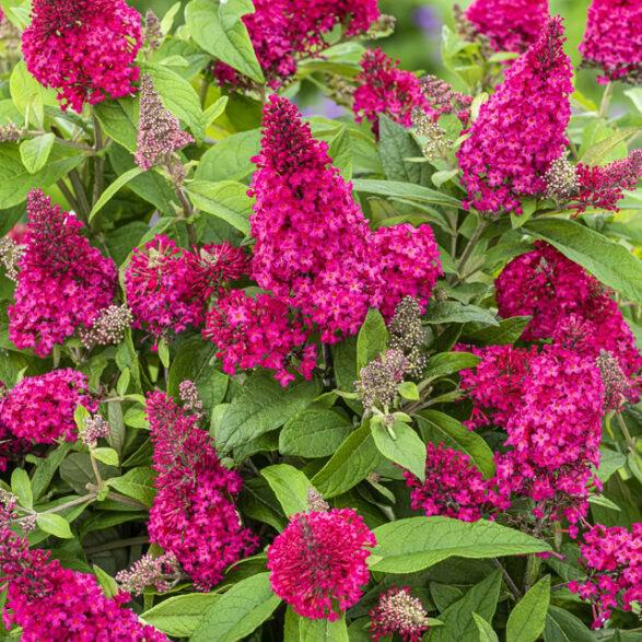 Buddleia davidii ‘BotEx 006’ PP34500 - Butterfly Candy™ Li'l Raspberry™ Butterfly Bush