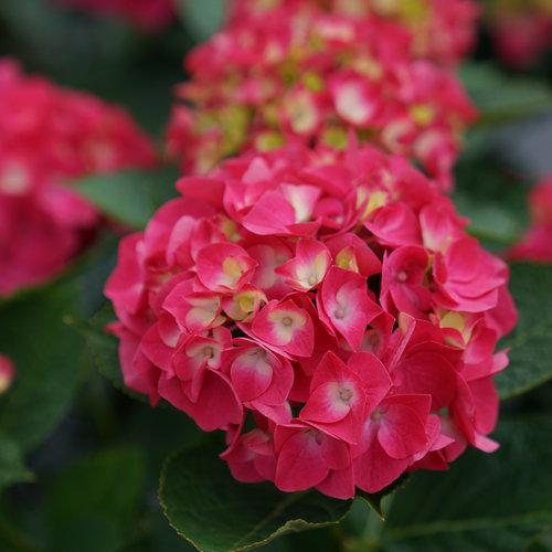 Hydrangea macrophylla 'SMNHML' - Wee Bit Giddy® Hydrangea
