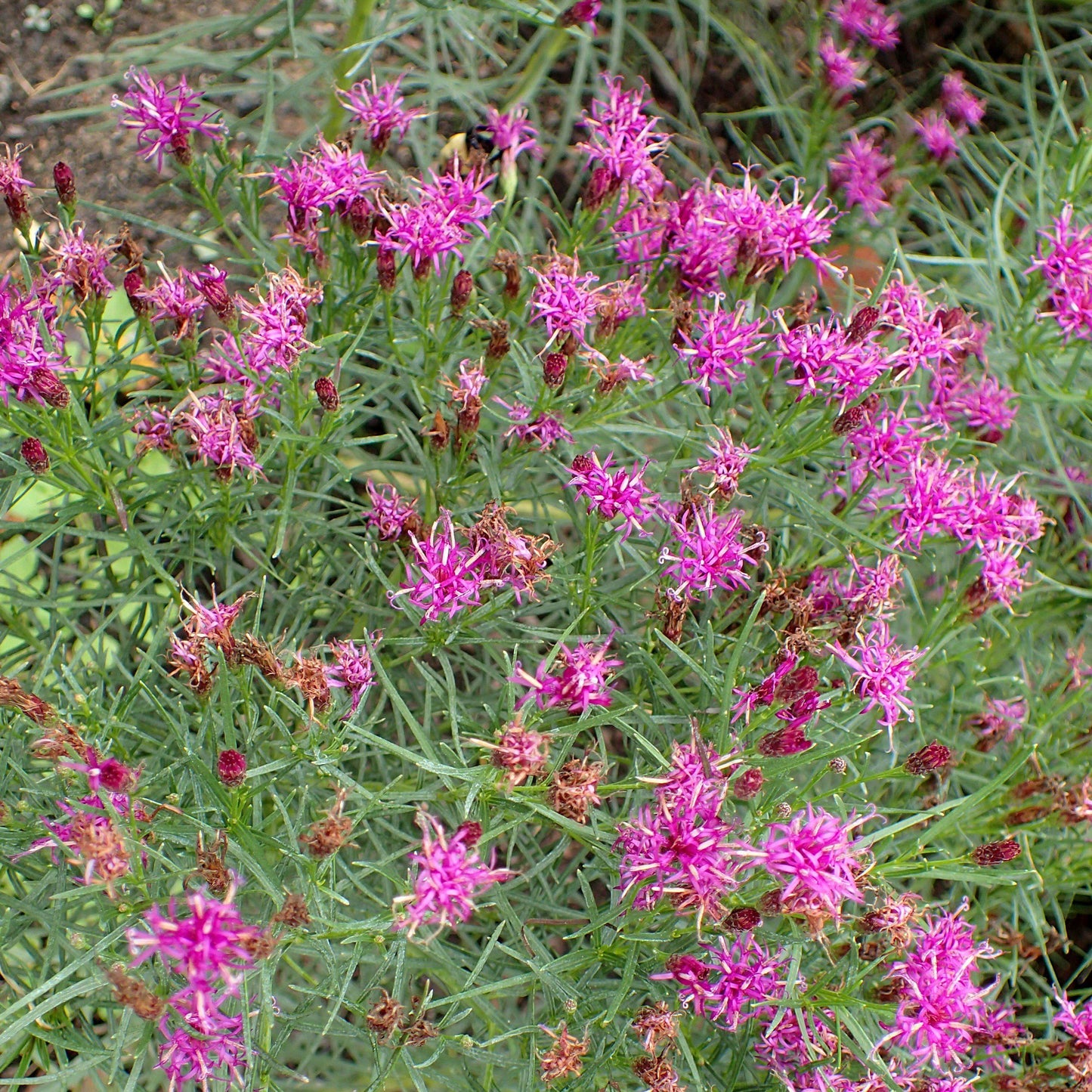 Vernonia lettermanii 'Iron Butterfly' - Iron Butterfly Ironweed