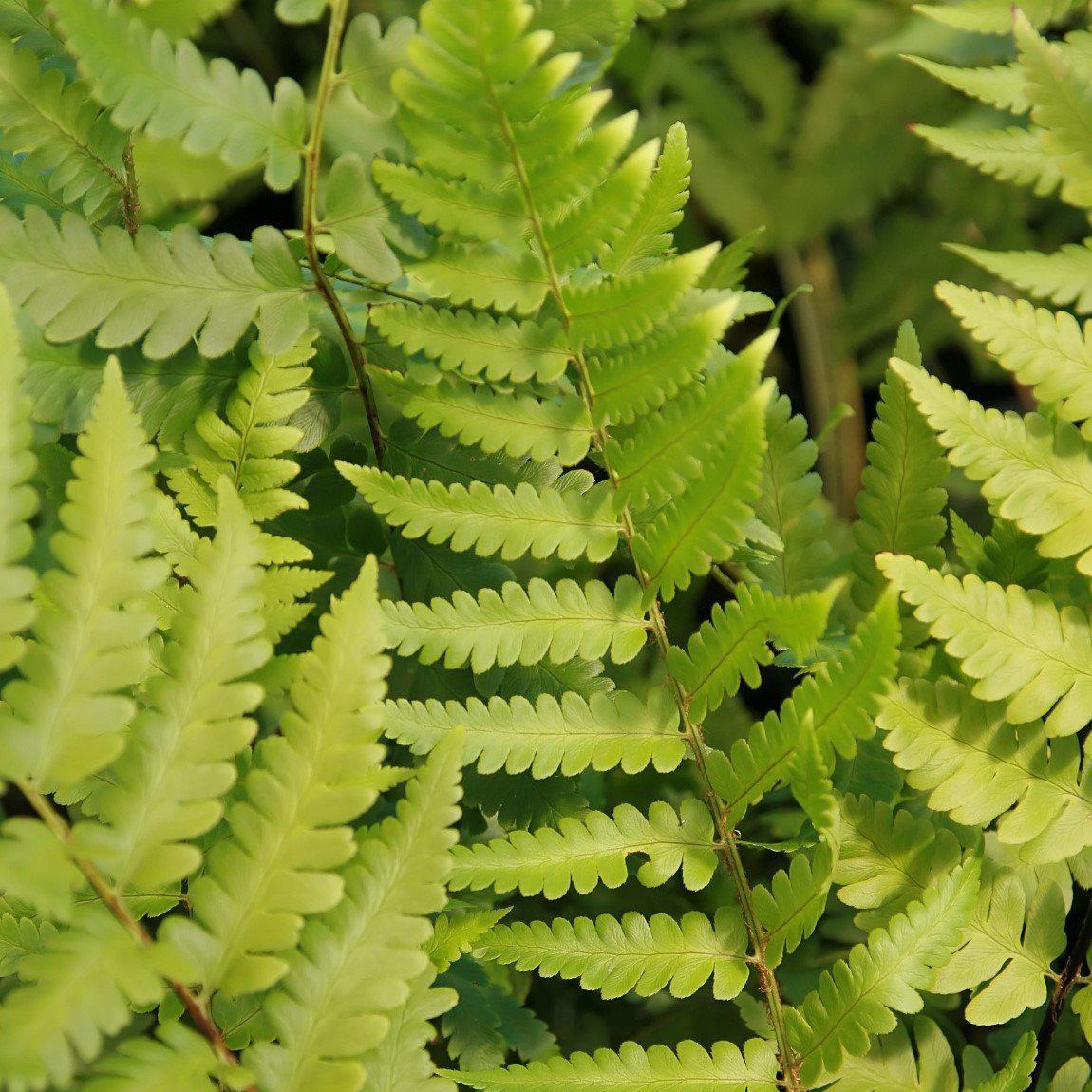 Dryopteris x australis - Dixie Wood Fern