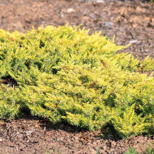 Juniperus conferta 'sPg-3-016' - Golden Pacific™ Juniper