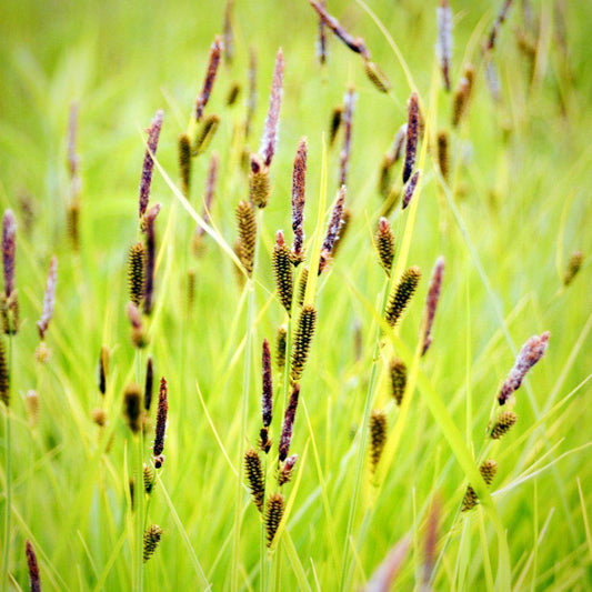 Carex stricta - Tussock Sedge