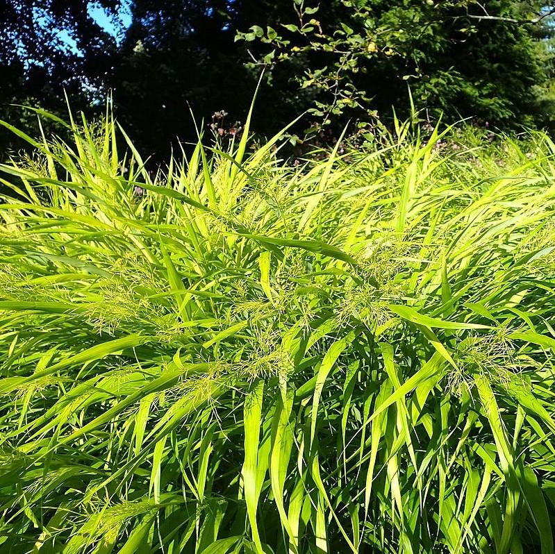 Hakonechloa macra 'All Gold' - All Gold Japanese Forest Grass, Hakone Grass