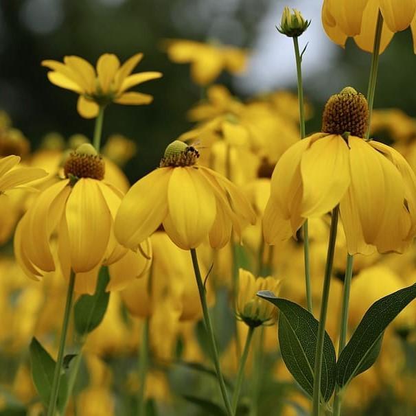 Rudbeckia laciniata 'Autumn Sun' - Autumn Sun Cutleaf Coneflower