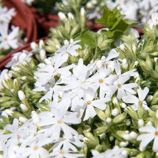 Phlox subulata 'Snowflake' - Snowflake Creeping Phlox