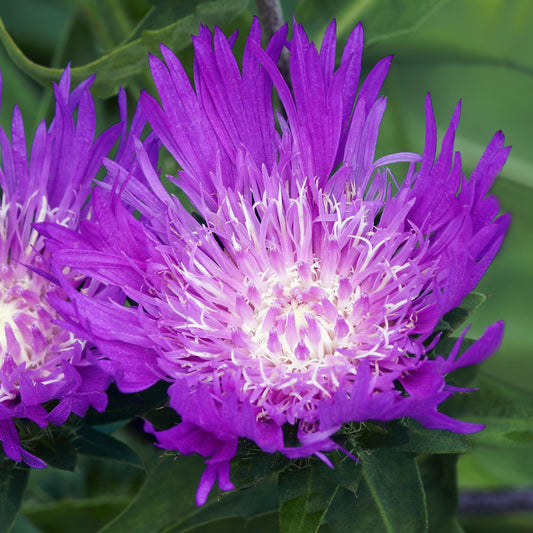 Stokesia laevis 'Honeysong Purple' - Honeysong Purple Stoke's Aster