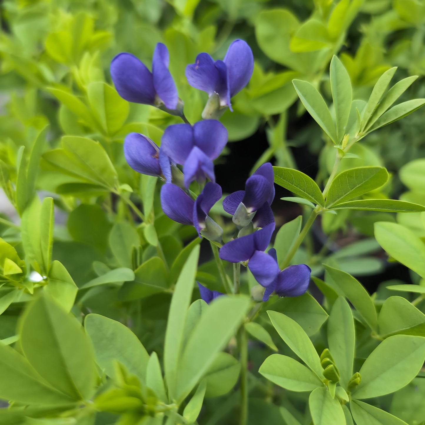 Baptisia australis - Blue False Indigo