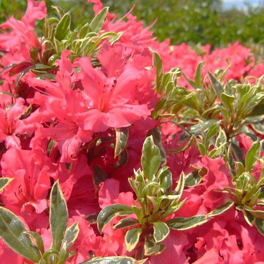 Azalea x 'Arctic Rose - Arctic Rose Azalea