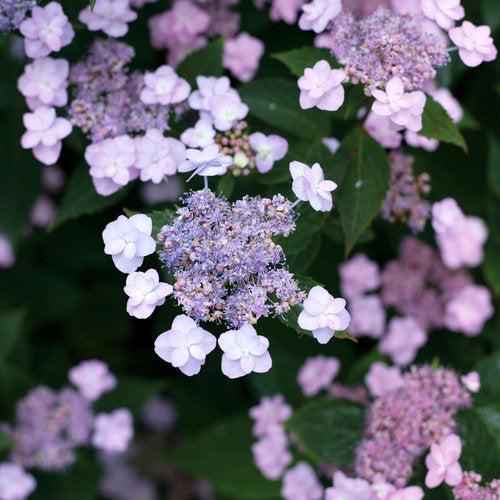 Hydrangea serrata 'MAKD' - Tiny Tuff Stuff™ Hydrangea