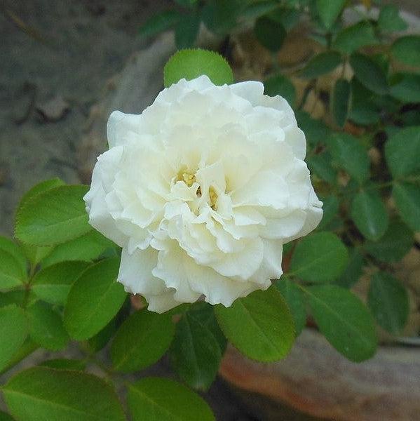 Rosa x 'BOZFRA121' - Reminiscent™ Crema Rose