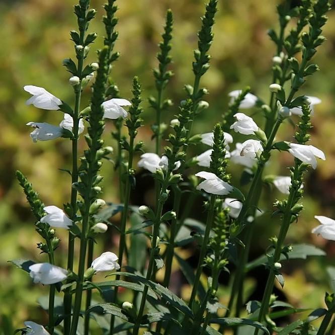 Physostegia virginiana 'Miss Manners' - Miss Manners Obedient Plant