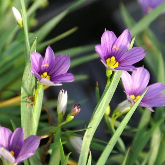 Sisyrinchium angustifolium 'Lucerne' - Lucerne Blue-Eyed Grass