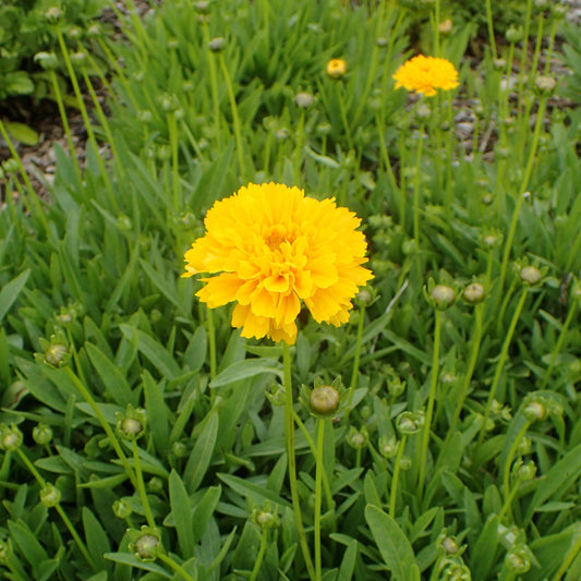 Coreopsis grandiflora 'Early Sunrise' - Early Sunrise Giant Tickseed