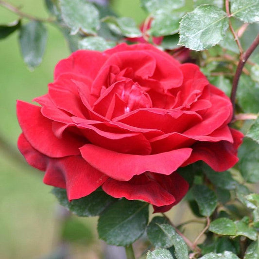 Rosa 'Don Juan' - Don Juan Rose